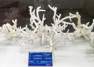 说明:L:\贝博艾弗森代言体育官网宣传片素材\贝博艾弗森代言体育官网2016微信公众号推送文件\照片\南海珊瑚礁生物标本馆以及部分科考展品-2.jpg